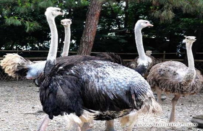 4鴕鳥(niǎo).jpg